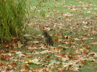 /album/fotogaleria-fotogaleria/image26217484-gif/